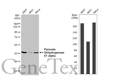 Anti-Pyruvate Dehydrogenase E1 alpha antibody used in Western Blot (WB). GTX104015