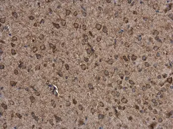 Anti-P2X7 antibody used in IHC (Paraffin sections) (IHC-P). GTX104288