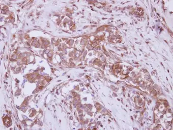 Anti-P2X7 antibody used in IHC (Paraffin sections) (IHC-P). GTX104288