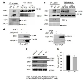Anti-Glypican 1 antibody [N3C3] used in Western Blot and Immunoprecipitation (WB IP). GTX104557