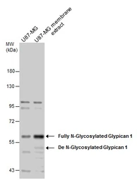 Anti-Glypican 1 antibody [N3C3] used in Western Blot (WB). GTX104557