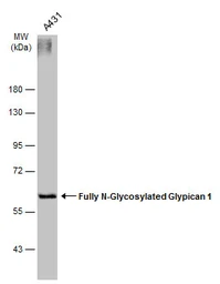 Anti-Glypican 1 antibody [N3C3] used in Western Blot (WB). GTX104557