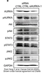 Anti-STAT3 antibody [C3], C-term used in Western Blot (WB). GTX104616