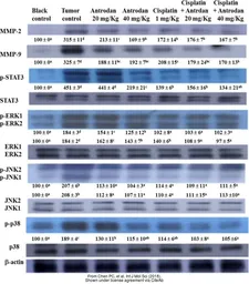 Anti-STAT3 antibody [C3], C-term used in Western Blot (WB). GTX104616