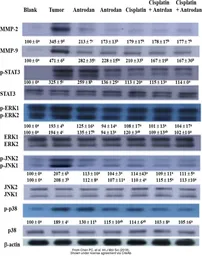 Anti-STAT3 antibody [C3], C-term used in Western Blot (WB). GTX104616
