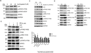 Anti-STAT3 antibody [C3], C-term used in Western Blot (WB). GTX104616