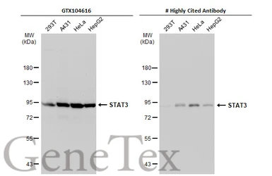 Anti-STAT3 antibody [C3], C-term used in Western Blot (WB). GTX104616