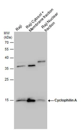 Anti-Cyclophilin A antibody [C1C3] used in Western Blot (WB). GTX104698
