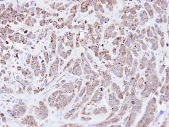 Anti-Cyclophilin A antibody [C1C3] used in IHC (Paraffin sections) (IHC-P). GTX104698