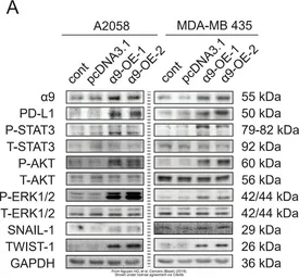 Anti-PD-L1 antibody used in Western Blot (WB). GTX104763
