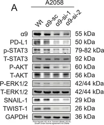 Anti-PD-L1 antibody used in Western Blot (WB). GTX104763
