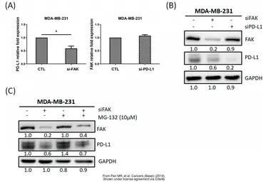 Anti-PD-L1 antibody used in Western Blot (WB). GTX104763