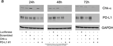 Anti-PD-L1 antibody used in Western Blot (WB). GTX104763
