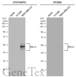 Anti-PD-L1 antibody used in Western Blot (WB). GTX104763