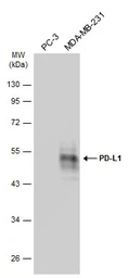 Anti-PD-L1 antibody used in Western Blot (WB). GTX104763