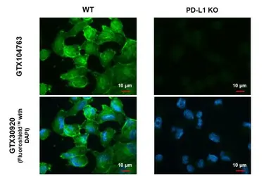 Anti-PD-L1 antibody used in Immunocytochemistry/ Immunofluorescence (ICC/IF). GTX104763