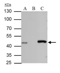 Anti-IDH1 antibody used in Immunoprecipitation (IP). GTX105179