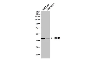 Anti-IDH1 antibody used in Western Blot (WB). GTX105179