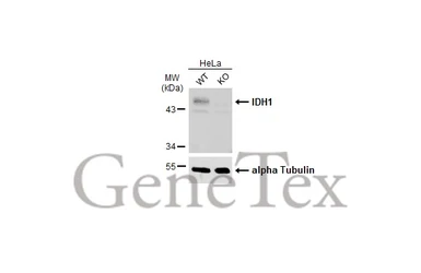 Anti-IDH1 antibody used in Western Blot (WB). GTX105179