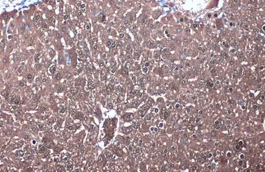 Anti-IDH1 antibody used in IHC (Paraffin sections) (IHC-P). GTX105179