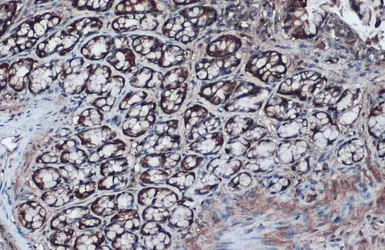 Anti-IDH1 antibody used in IHC (Paraffin sections) (IHC-P). GTX105179