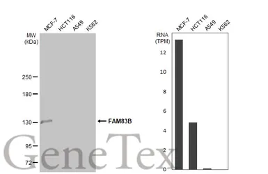 Anti-FAM83B antibody [N1N2], N-term used in Western Blot (WB). GTX107222
