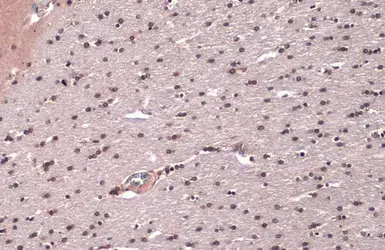 Anti-Nucleoporin p62 antibody used in IHC (Paraffin sections) (IHC-P). GTX107973