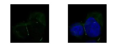 Anti-ZO-1 antibody [N2C1], Internal used in Immunocytochemistry/ Immunofluorescence (ICC/IF). GTX108627
