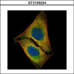 Anti-MST1 antibody used in Immunocytochemistry/ Immunofluorescence (ICC/IF). GTX109294