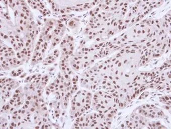 Anti-MST1 antibody used in IHC (Paraffin sections) (IHC-P). GTX109294
