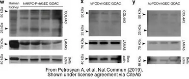 Anti-beta Actin antibody used in Western Blot (WB). GTX109639