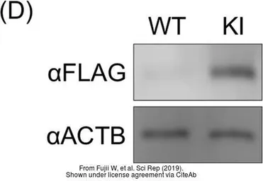 Anti-beta Actin antibody used in Western Blot (WB). GTX109639