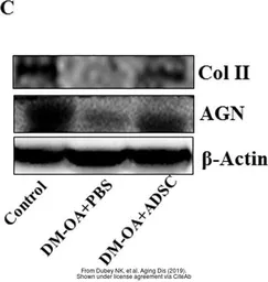 Anti-beta Actin antibody used in Western Blot (WB). GTX109639