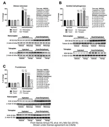 Anti-beta Actin antibody used in Western Blot (WB). GTX109639