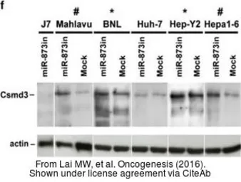 Anti-beta Actin antibody used in Western Blot (WB). GTX109639