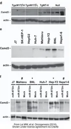 Anti-beta Actin antibody used in Western Blot (WB). GTX109639