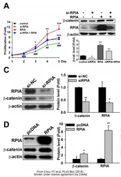 Anti-beta Actin antibody used in Western Blot (WB). GTX109639