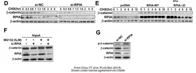 Anti-beta Actin antibody used in Western Blot (WB). GTX109639