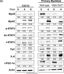 Anti-beta Actin antibody used in Western Blot (WB). GTX109639