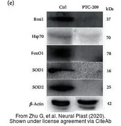 Anti-beta Actin antibody used in Western Blot (WB). GTX109639