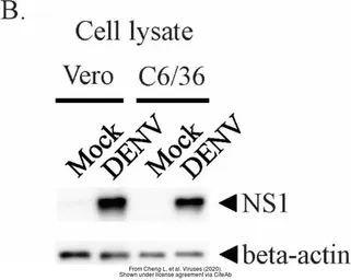 Anti-beta Actin antibody used in Western Blot (WB). GTX109639