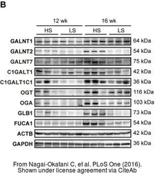 Anti-beta Actin antibody used in Western Blot (WB). GTX109639