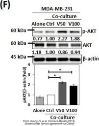 Anti-beta Actin antibody used in Western Blot (WB). GTX109639