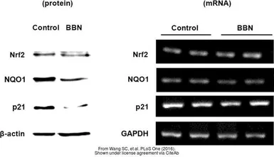 Anti-beta Actin antibody used in Western Blot (WB). GTX109639