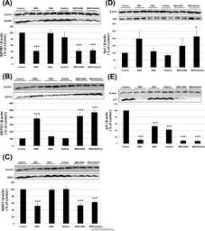 Anti-beta Actin antibody used in Western Blot (WB). GTX109639