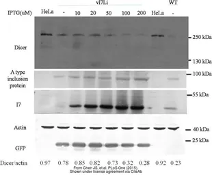 Anti-beta Actin antibody used in Western Blot (WB). GTX109639