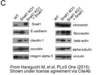Anti-beta Actin antibody used in Western Blot (WB). GTX109639