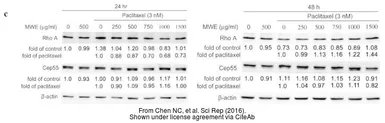 Anti-beta Actin antibody used in Western Blot (WB). GTX109639