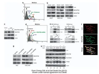 Anti-beta Actin antibody used in Western Blot (WB). GTX109639