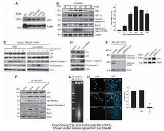 Anti-beta Actin antibody used in Western Blot (WB). GTX109639